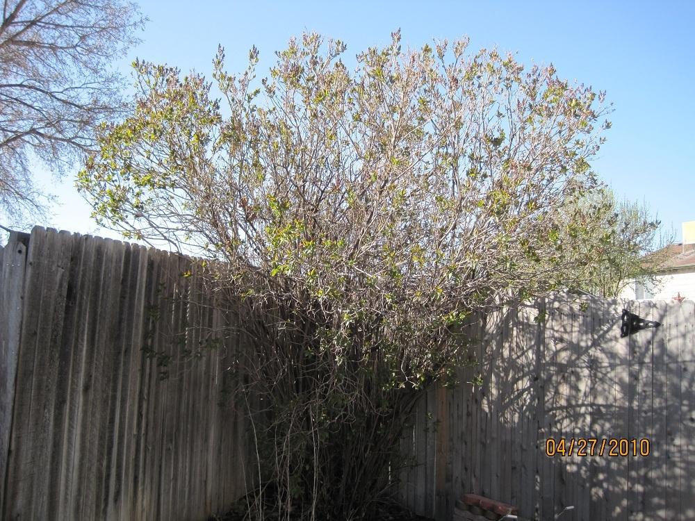 Photo of Common Lilac (Syringa vulgaris) uploaded by Skiekitty