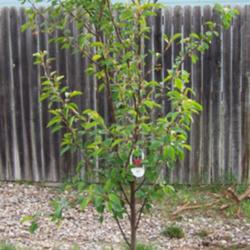 Location: Denver Metro, CO
Date: Spring 2007
Young Montmorency cherry tree