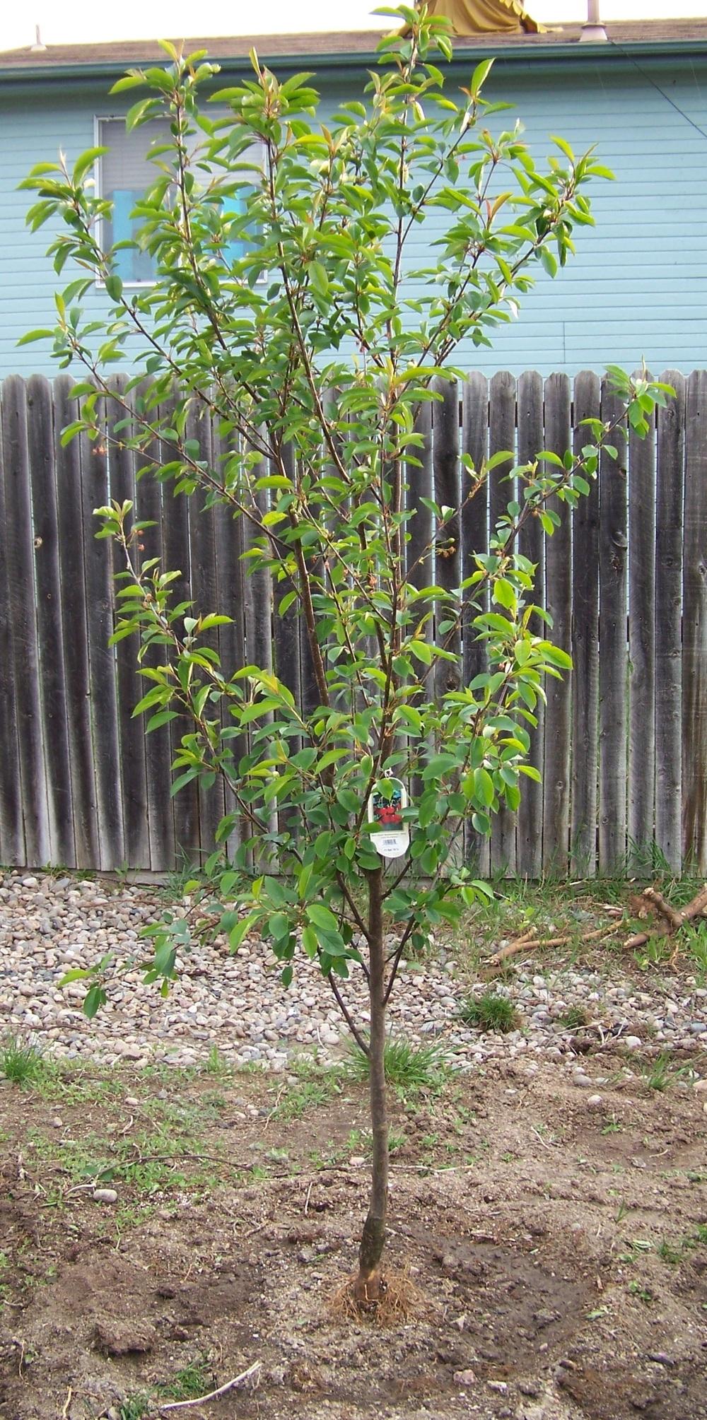 Photo of Pie Cherry (Prunus cerasus 'Montmorency') uploaded by Skiekitty
