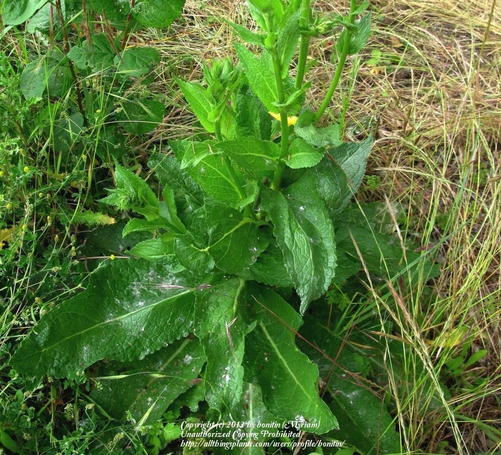 Photo of Moth Mullein (Verbascum blattaria) uploaded by bonitin