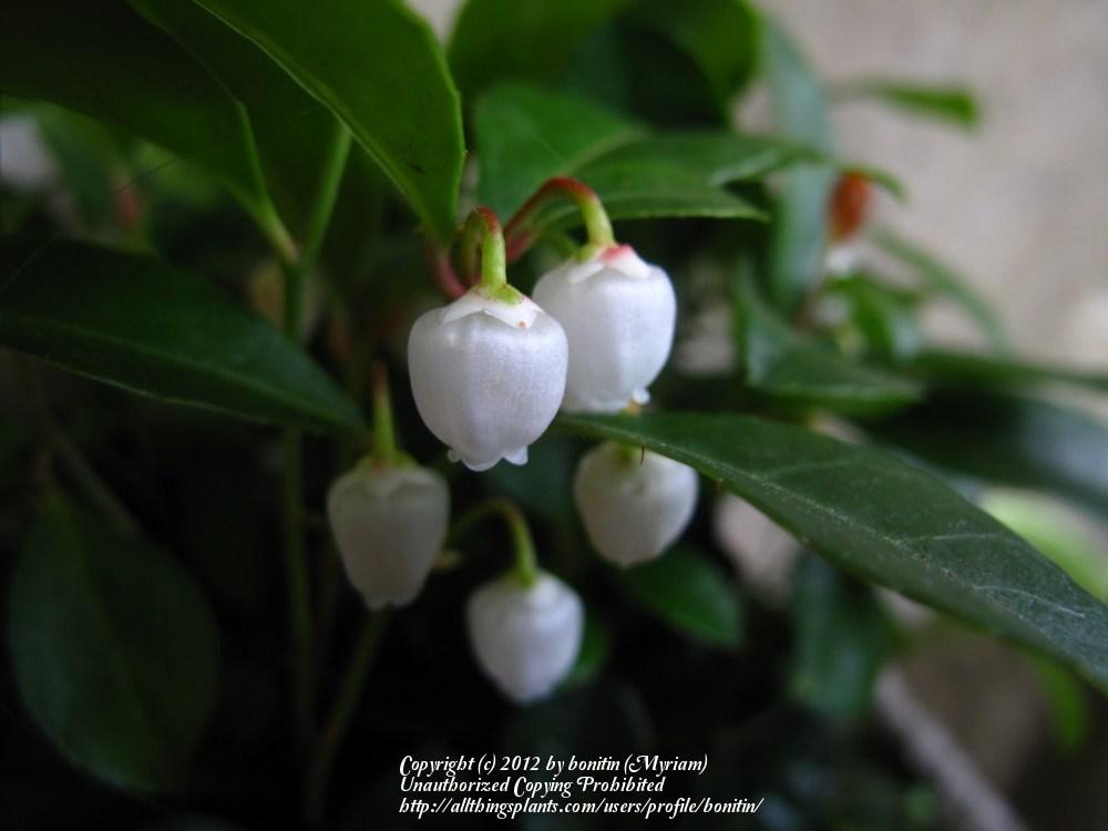 Photo of Wintergreen (Gaultheria procumbens) uploaded by bonitin