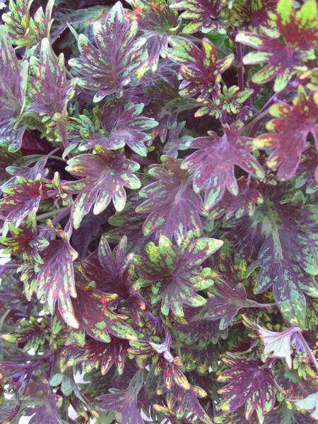 Photo of Coleus (Coleus scutellarioides 'Kingswood Karnival') uploaded by goldfinch4