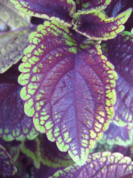Photo of Coleus (Coleus scutellarioides 'Lord Voldemort') uploaded by goldfinch4