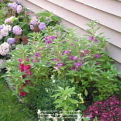 Location: My Cincinnati, Ohio garden
Date: July 2010
Garden balsam