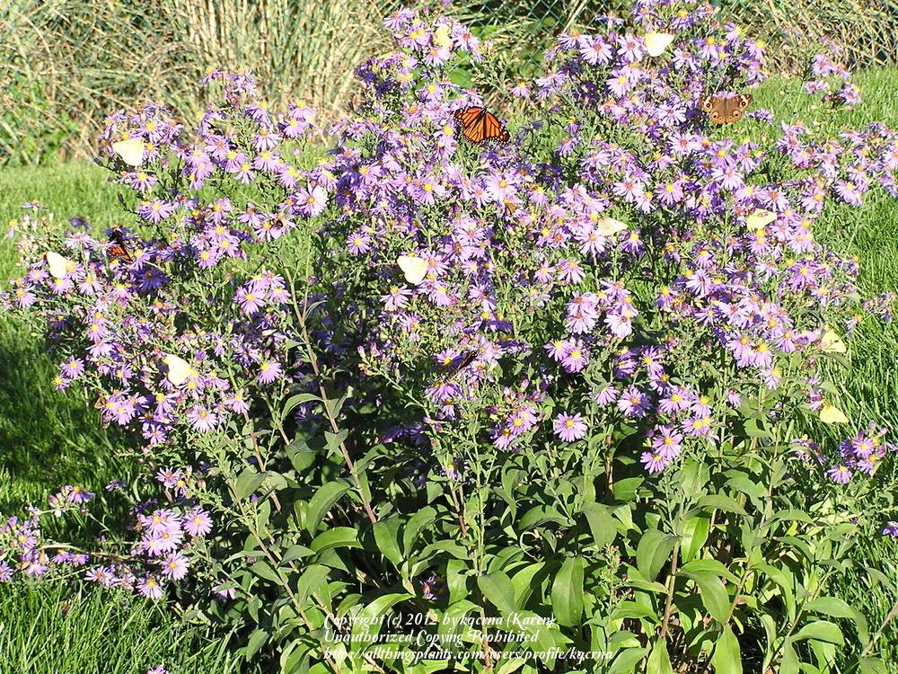 Photo of Smooth Aster (Symphyotrichum laeve 'Bluebird') uploaded by kqcrna