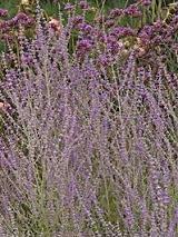 Photo of Russian Sage (Salvia 'Little Spire') uploaded by vic
