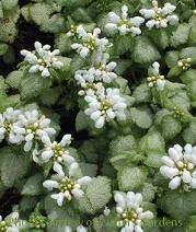 Photo of Spotted Deadnettle (Lamium maculatum 'White Nancy') uploaded by vic