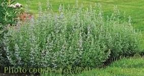 Photo of Faassen's Catmint (Nepeta x faassenii 'Six Hills Giant') uploaded by vic