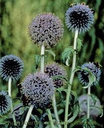 Photo of Blue Globe Thistle (Echinops bannaticus 'Blue Glow') uploaded by vic