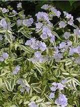 Photo of Variegated Jacob's Ladder (Polemonium reptans 'Stairway to Heaven') uploaded by vic