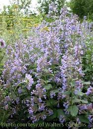 Photo of Faassen's Catmint (Nepeta x faassenii 'Blue Wonder') uploaded by vic