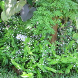 Location: Orlando, Central Florida, zone 9b
Date: 2010-06-19
tiny white flowers, like snow flakes