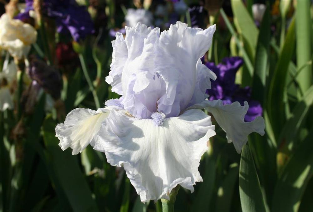 Photo of Tall Bearded Iris (Iris 'Mother Kate') uploaded by KentPfeiffer