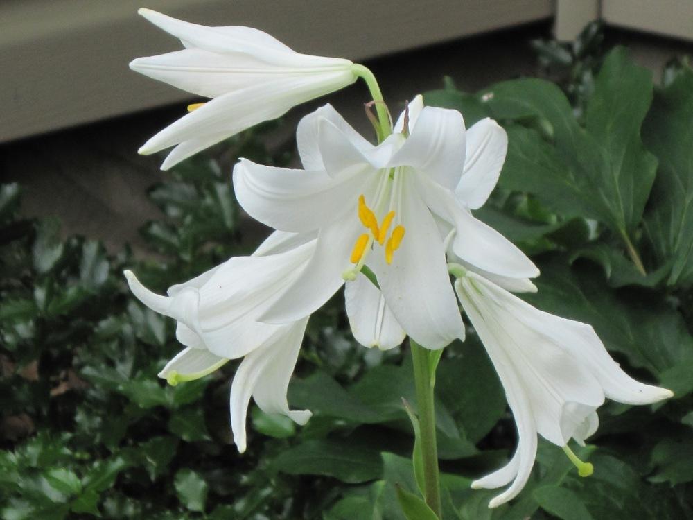 Photo of Lily (Lilium candidum) uploaded by bearsearch