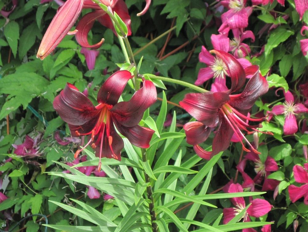 Photo of Lily (Lilium 'Night Flyer') uploaded by bearsearch