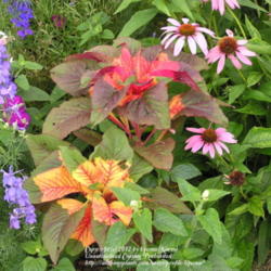 Location: My Cincinnati, Ohio garden
Date: July 2009
Amaranthus Perfecta