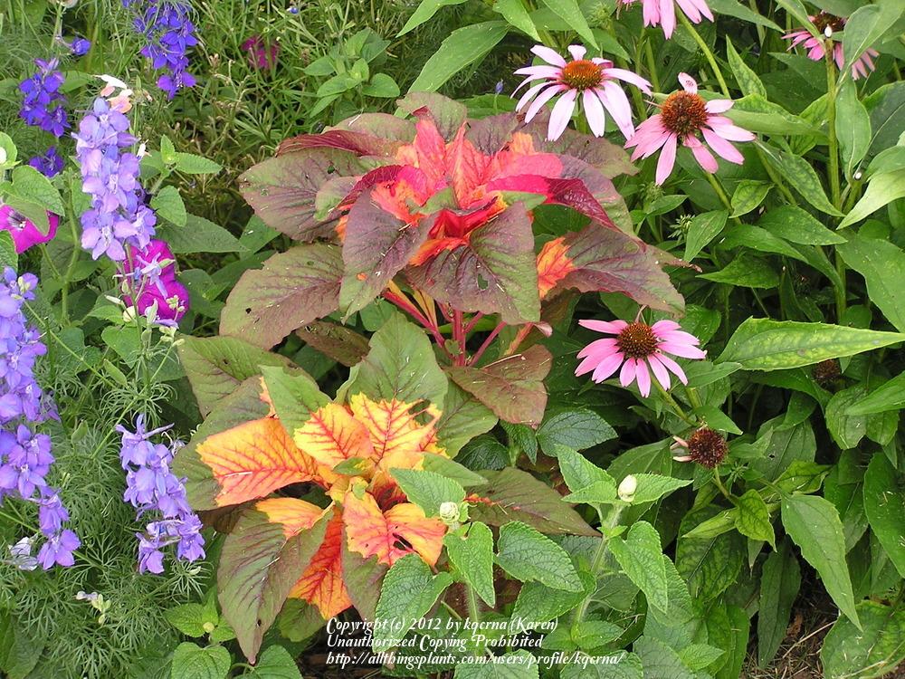 Photo of Summer Poinsettia (Amaranthus tricolor 'Perfecta') uploaded by kqcrna