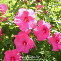 Location: My Cincinnati, Ohio garden
Date: July 2011
Hardy Hibiscus