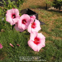 Location: My Cincinnati, Ohio garden
Date: July 2007
Hardy hibiscus