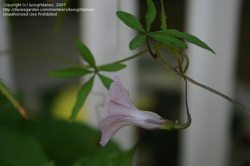Photo of Wright's Morning Glory (Ipomoea wrightii) uploaded by luvsgrtdanes