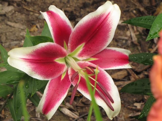 Photo of Lily (Lilium 'Flashpoint') uploaded by Claudia