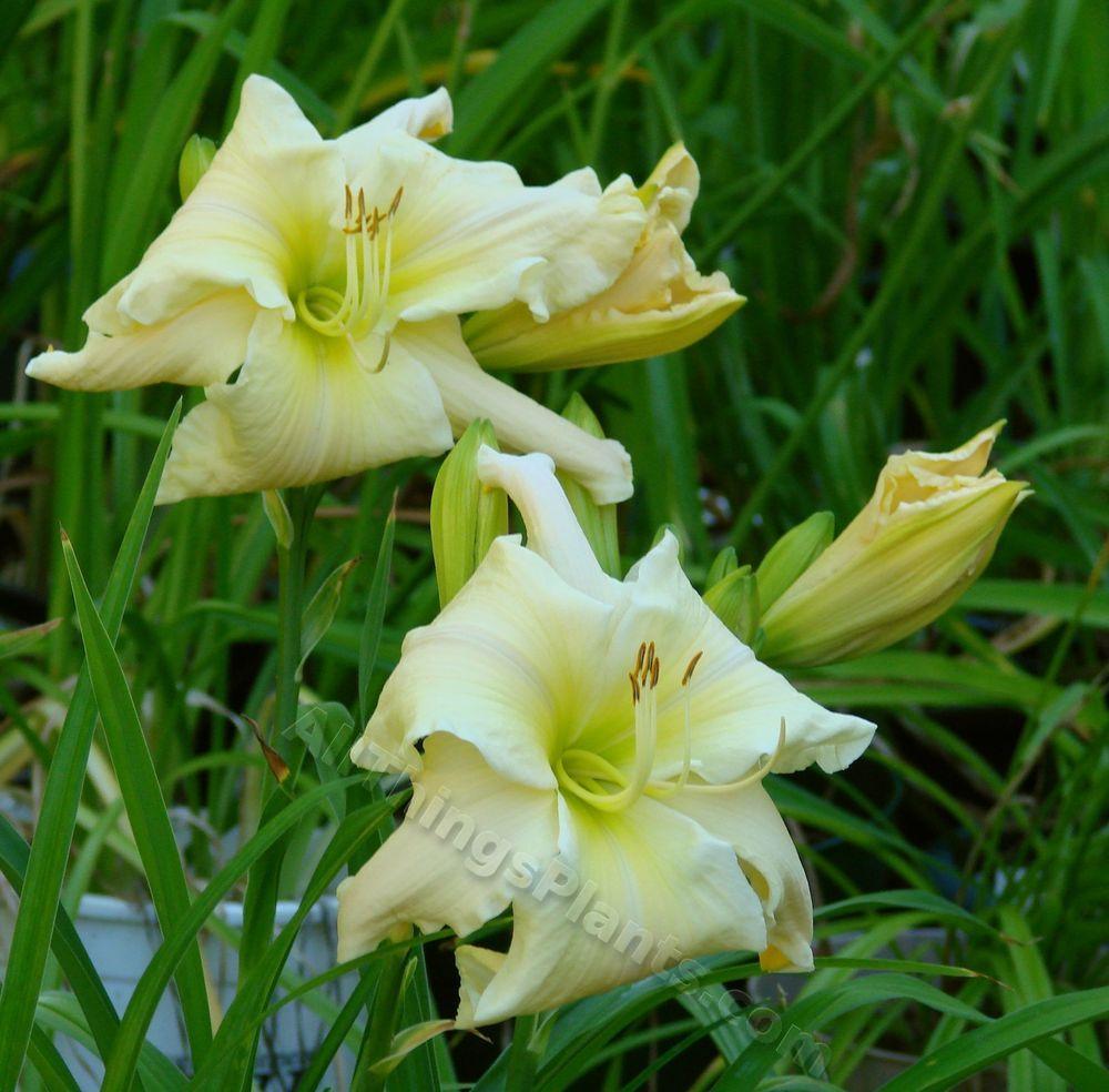 Photo of Daylily (Hemerocallis 'Candle in the Wind') uploaded by Joy