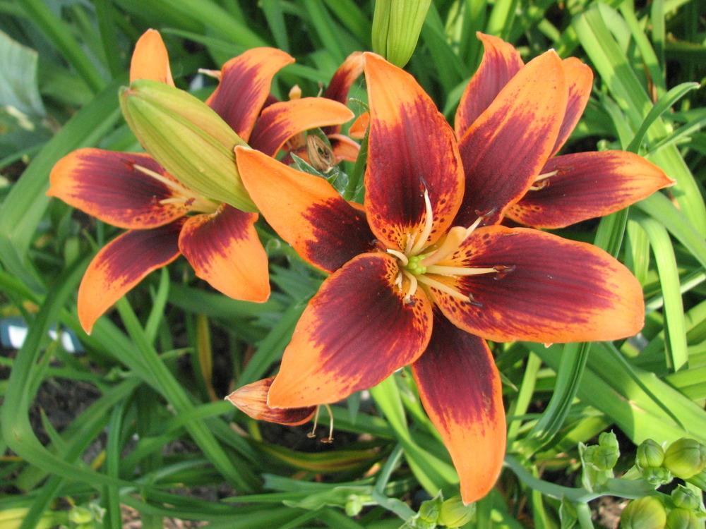 Photo of Lily (Lilium 'Starlette') uploaded by Lilydaydreamer
