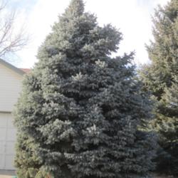 Location: Denver CO Metro
Date: 2012-01-27
Colorado Blue Spruce about 30 years old in my neighborhood.