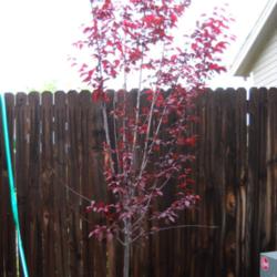 Location: Denver CO Metro
Date: Summer, 2009
My purple leaf plum on the east side of the house