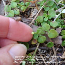Location: zone 8/9 Lake City, Fl.
Date: 2012-01-28
tiny, tiny bud