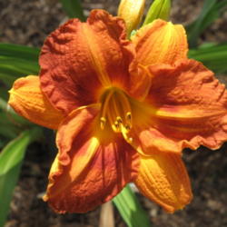 Location: DeLand, FL, our daylily bed
Date: 2010-05-23
