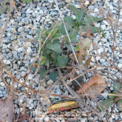 Location: My garden in Kentucky
Date: 2012-01-28
Planted in 2011