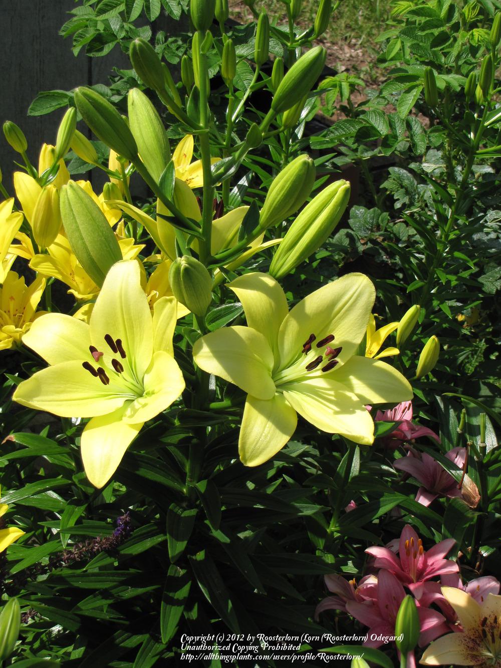 Photo of Lily (Lilium 'Courier') uploaded by Roosterlorn