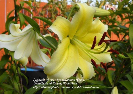 Photo of Lily (Lilium 'Conca d'Or') uploaded by pardalinum