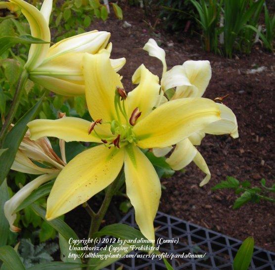 Photo of Lily (Lilium 'Georgette') uploaded by pardalinum