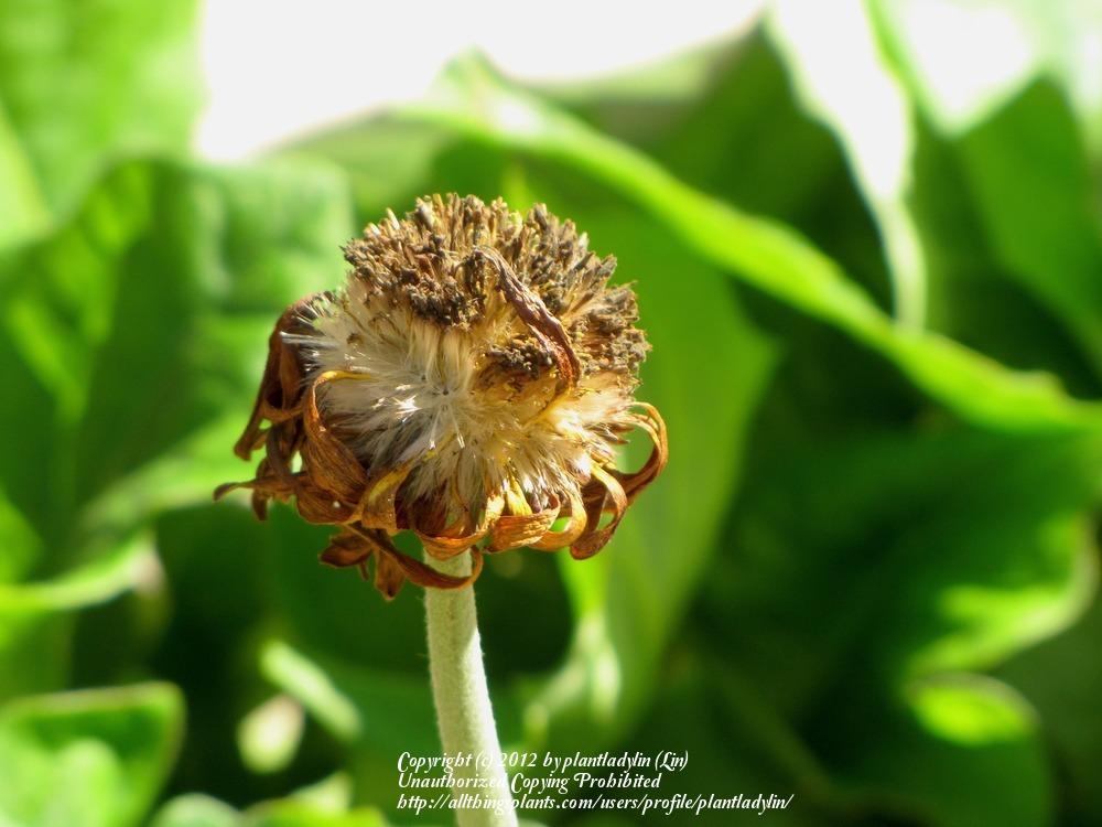 Photo of Gerbera Daisy (Gerbera jamesonii) uploaded by plantladylin