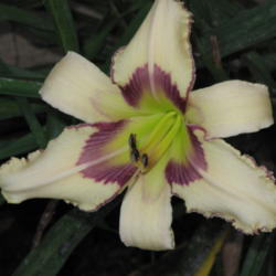 Location: Daylily bed, our home, DeLand, FL
Date: 2009-05-25