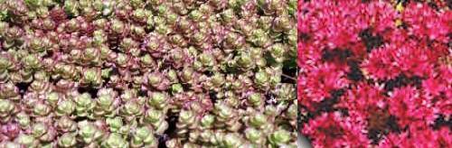Photo of Two-Row Stonecrop (Phedimus spurius 'Schorbuser Blut') uploaded by vic