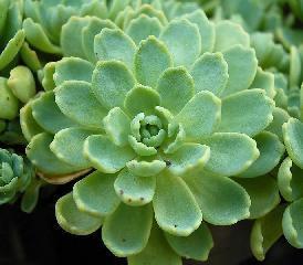 Photo of Afghan Stonecrop (Rhodiola pachyclada) uploaded by vic