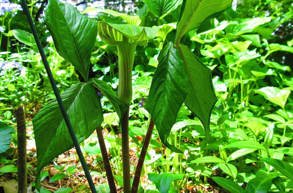 Photo of Jack in the Pulpit (Arisaema triphyllum) uploaded by jmorth