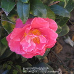 Location: Daytona Beach, Florida
Date: 2012-01-30 
Unknown Camellia sasanqua growing in my new yard