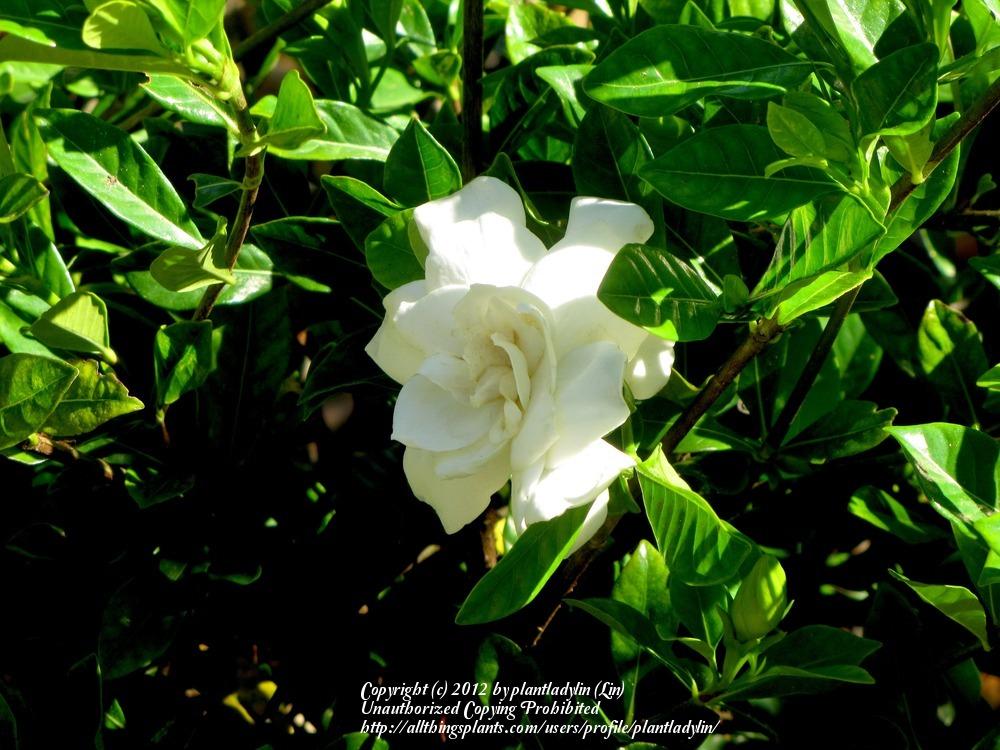 Photo of Gardenia (Gardenia jasminoides 'Veitchii') uploaded by plantladylin