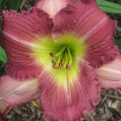 Location: Our Daylily bed, DeLand, FL
Date: 2010-06-07