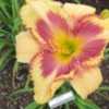 Photo Courtesy of Ellies Daylilies Used with Permission