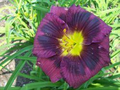 Photo of Daylily (Hemerocallis 'Beaming Blessings') uploaded by vic