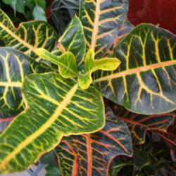 Location: Sunriver Nursery, Orem, Utah
Date: 2012-01-30
Oak Leaf