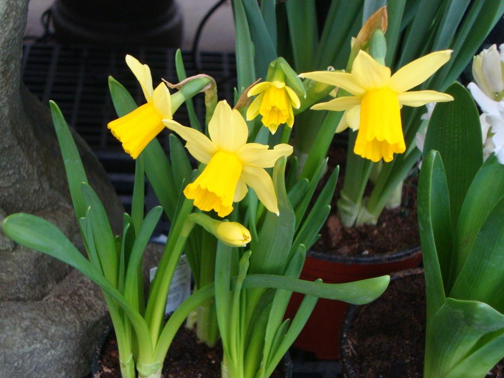 Photo of Daffodil (Narcissus 'Tete-a-Tete') uploaded by Paul2032