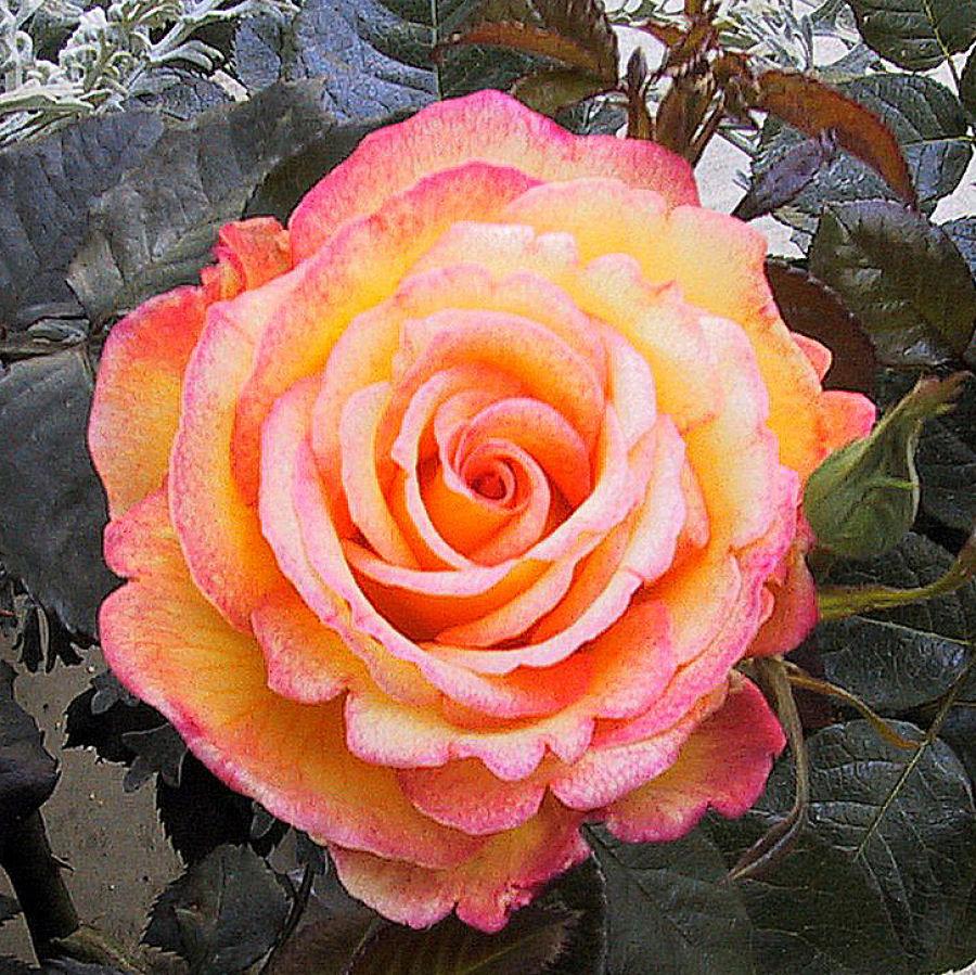 Photo of Floribunda Rose (Rosa 'Sheila's Perfume') uploaded by Strever