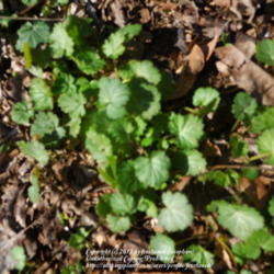 Location: My yard in Arlington, Texas.
Date: Winter 2012
Emerging plants in winter.