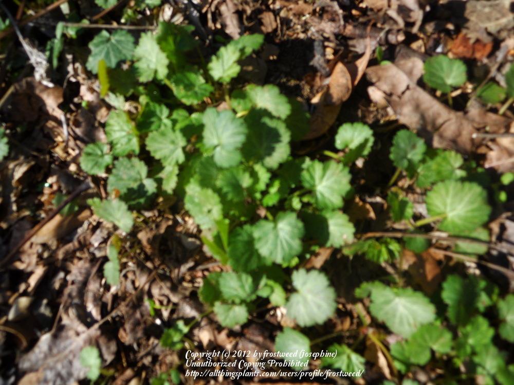 Photo of White Avens (Geum canadense) uploaded by frostweed